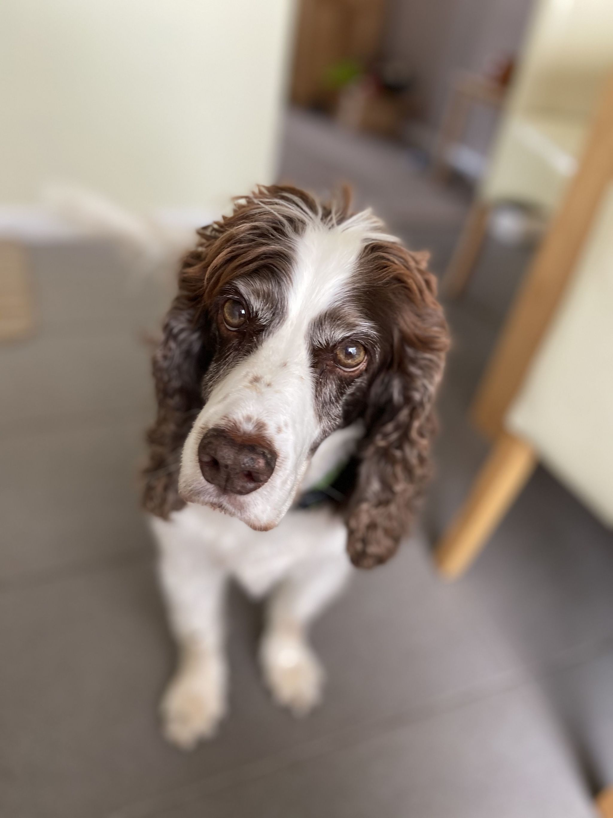 Admiral, a brown and white springer spaniel