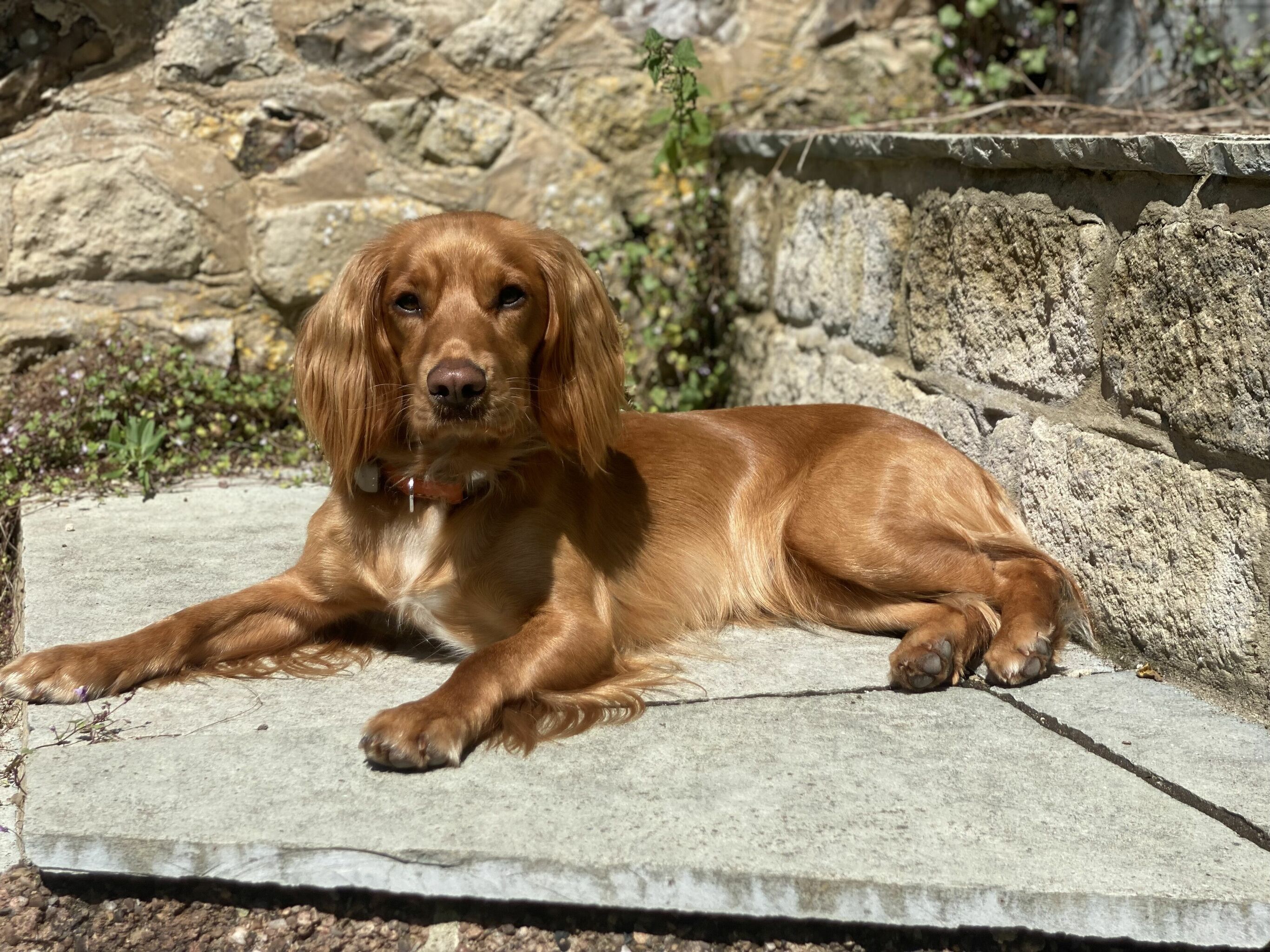 Tully, a golden spaniel, lying on a stone step